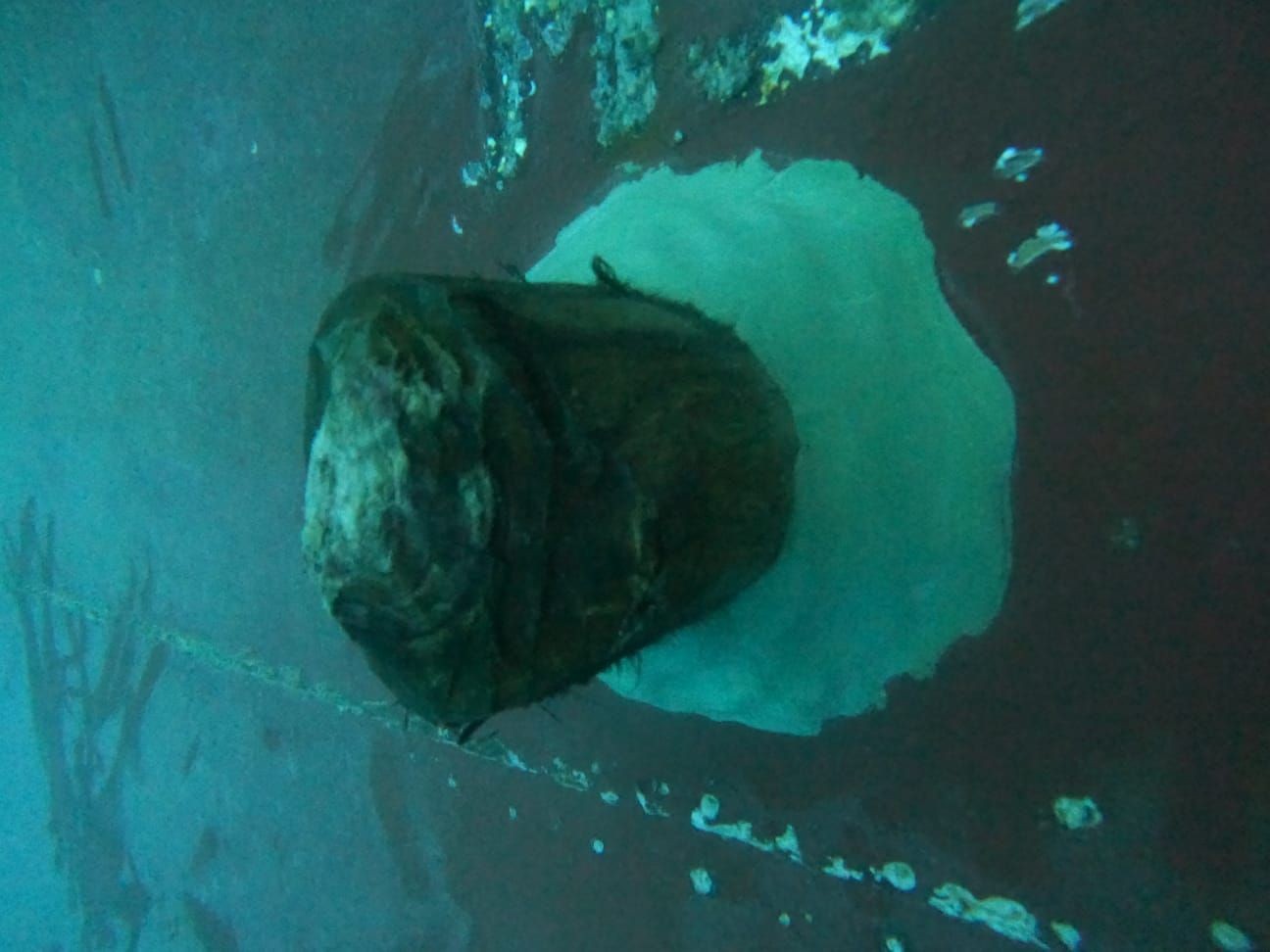 Underwater view of a ship's hull with visible corrosion and marine growth.